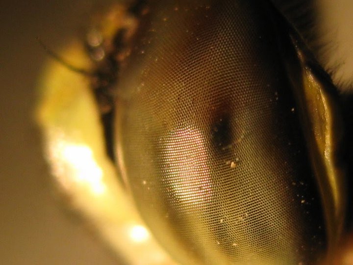 Dragonfly compound eye close-up