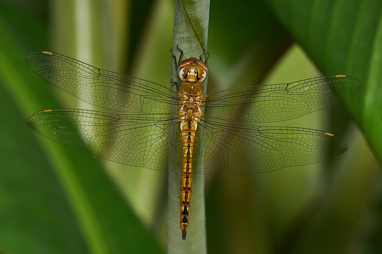 Dragonfly with a fine net of wing veins