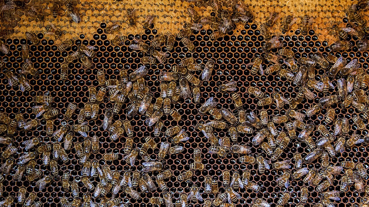 Honeybees walking over a comb of hexagonal cells
