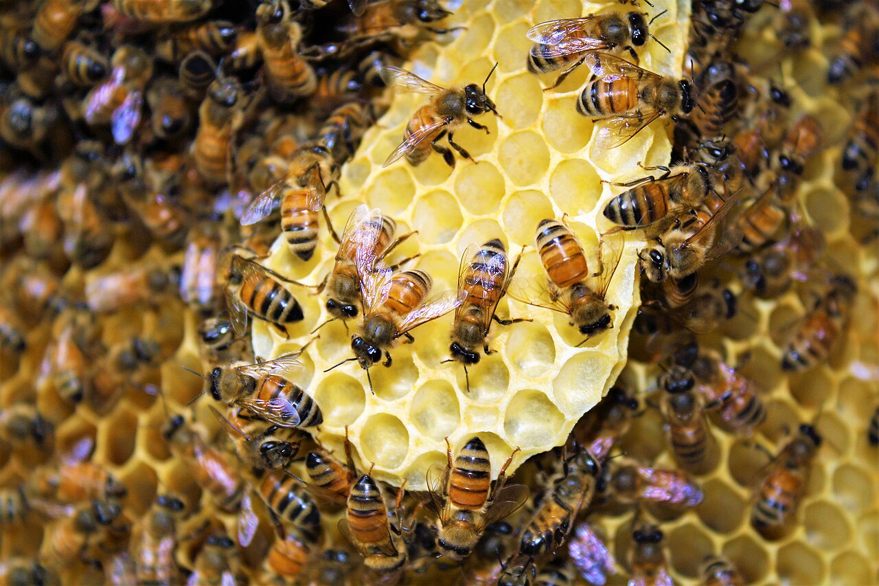 Honeybees on their comb of hexagonal wax cells
