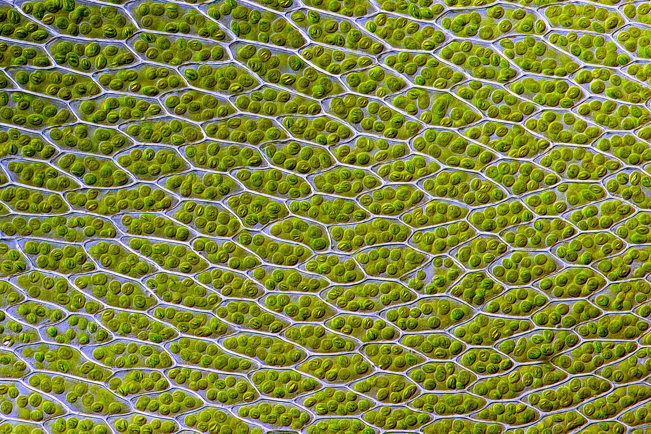 Six-sided moss leaf cells under a microscope