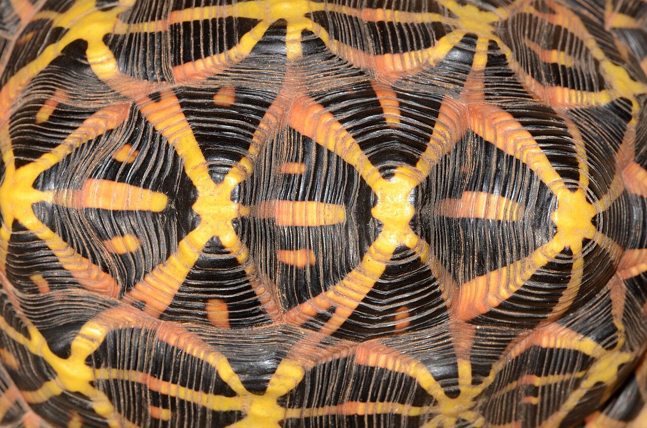 Close-up of a tent tortoise's shell scutes